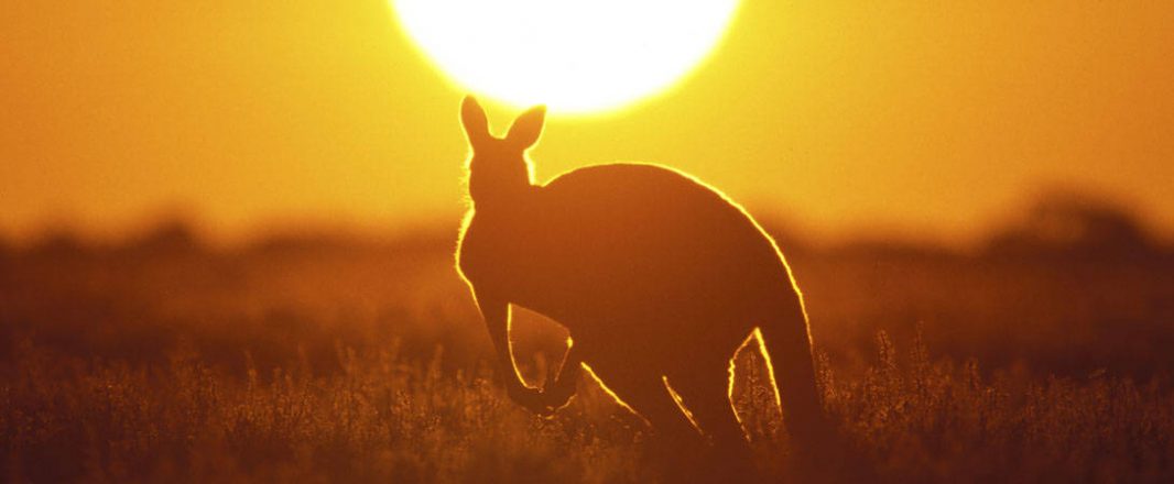 G’day mates, I’m feeling as dry as a dead dingo’s dong