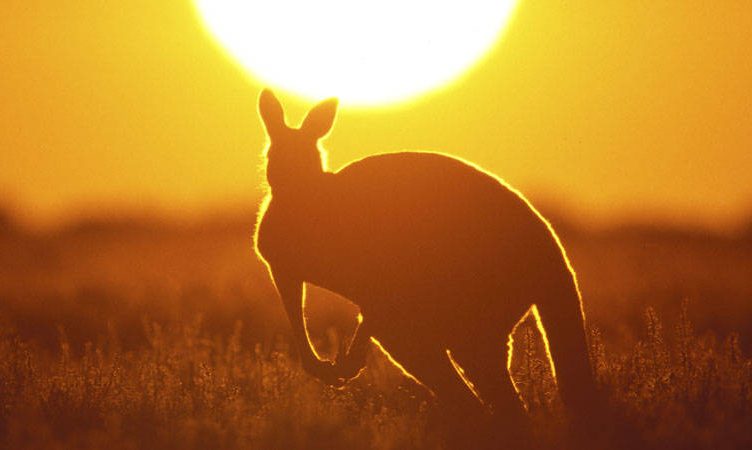 G’day mates, I’m feeling as dry as a dead dingo’s dong