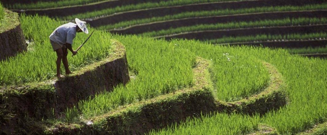 Hail the rice fields and hawkers