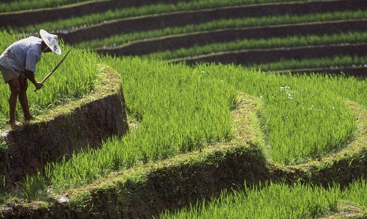 Hail the rice fields and hawkers