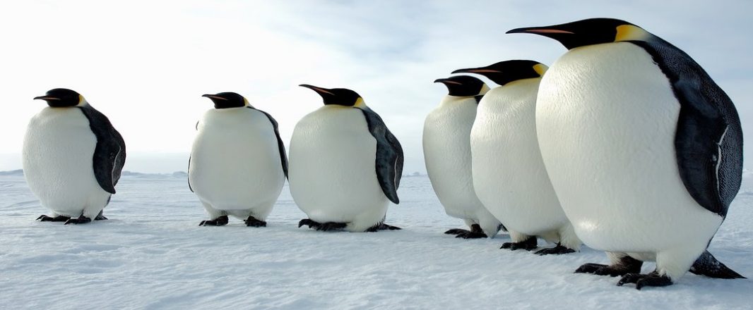 “Now Even Penguins Can Fly”
