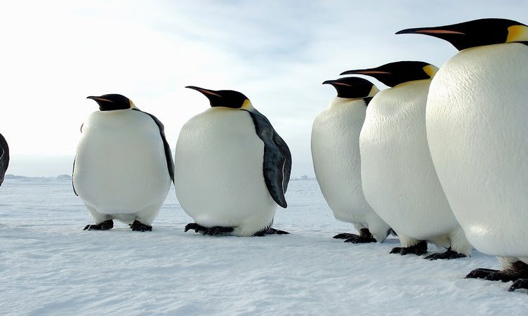 “Now Even Penguins Can Fly”