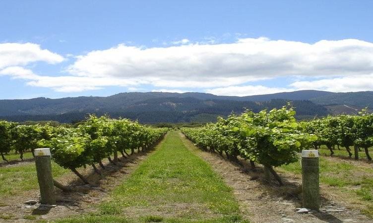 Lost in the silence of the Sounds of Marlborough