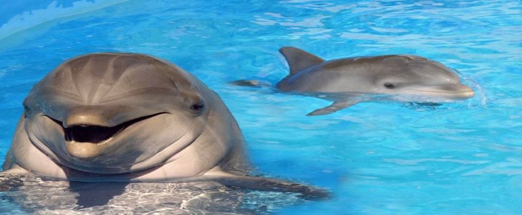 When Dolphins Attack (or rather, when people unhappy about their treatment attack)