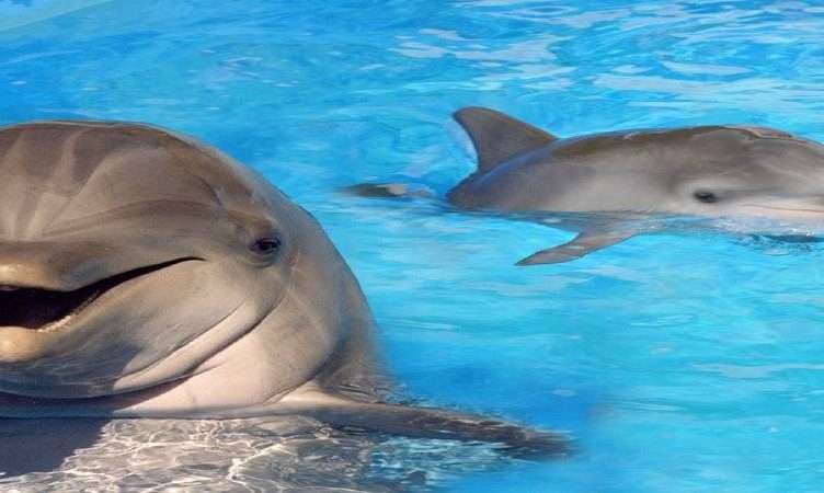 When Dolphins Attack (or rather, when people unhappy about their treatment attack)