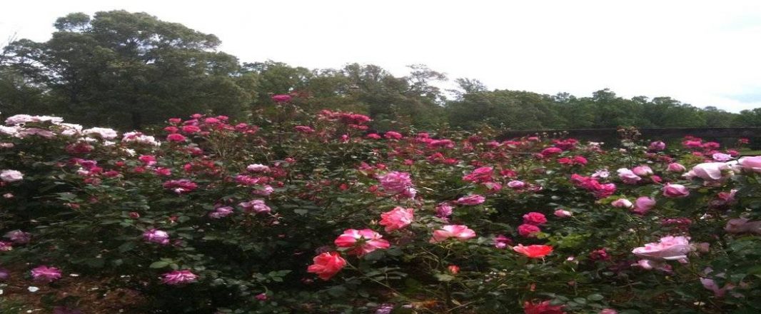 Kissing the roses goodbye – a resort transforms