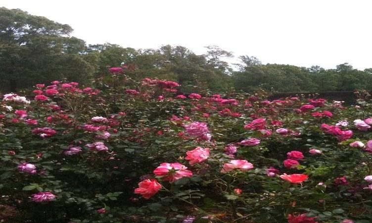 Kissing the roses goodbye – a resort transforms