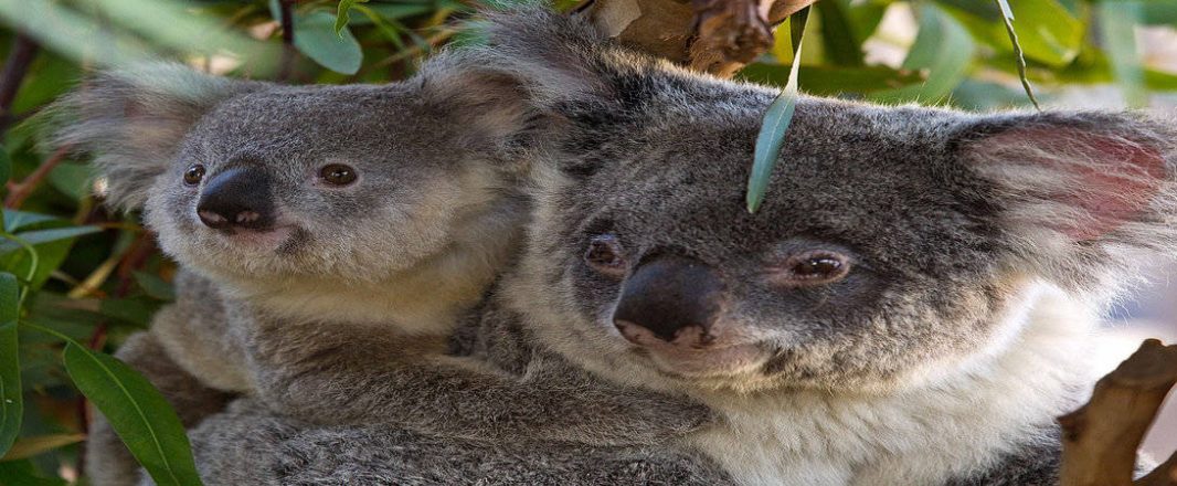 India, the next big thing for Australia