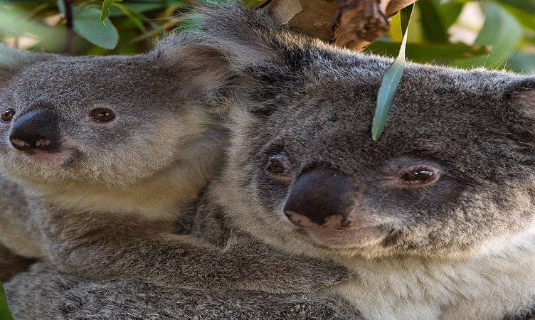 India, the next big thing for Australia
