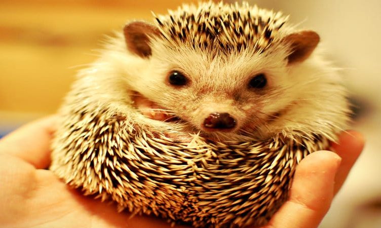 How big can a hedgehog grow?
