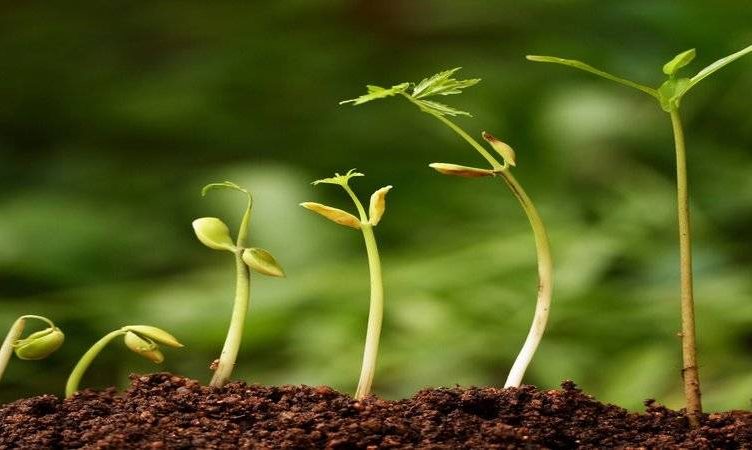 Global line-up of start-ups make pitches to investors at WIT