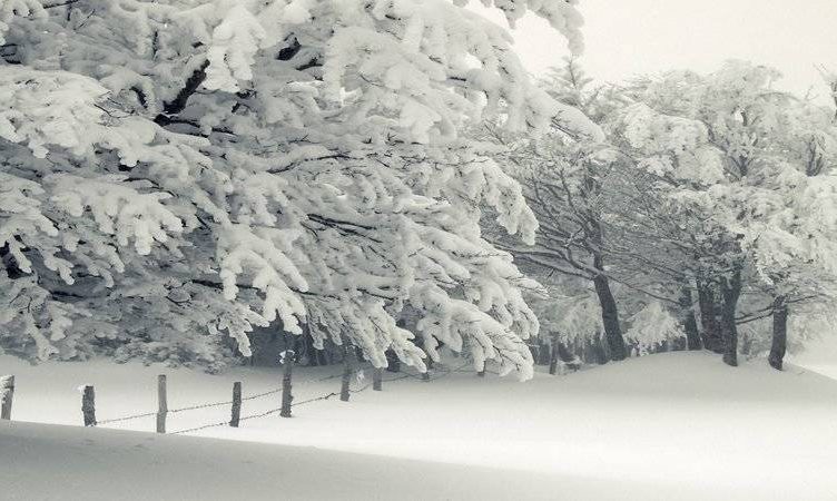 Letter from LA: My first White Christmas-turned-traveller’s-nightmare