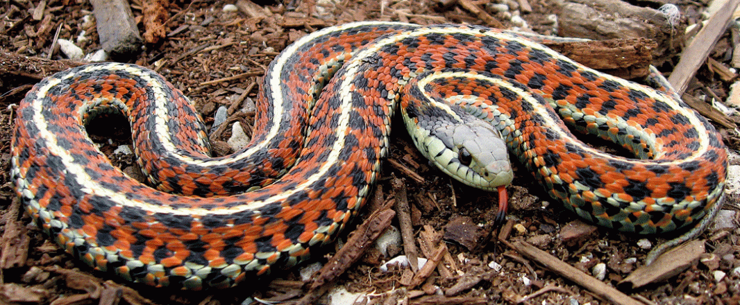 My Predictions For The Year of the Water Snake