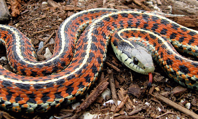 My Predictions For The Year of the Water Snake