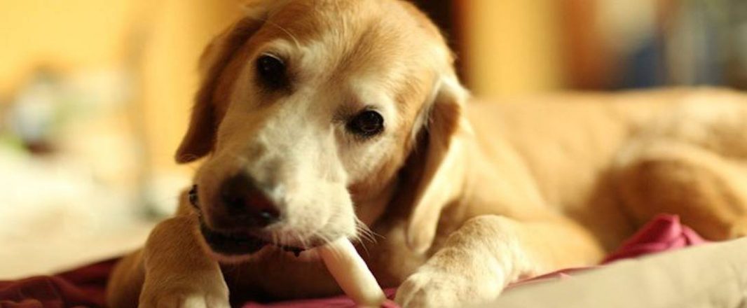 Who do you miss most on holiday? For women, it’s their dogs