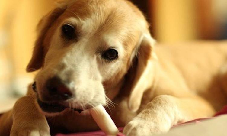 Who do you miss most on holiday? For women, it’s their dogs
