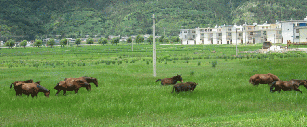 Tea & Horse Caravan Trail, Pt 5: Spending time in Shangri-La