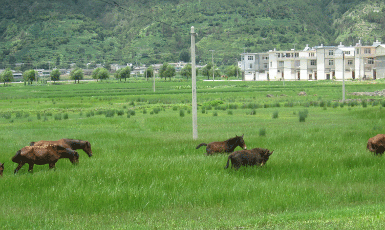 Tea & Horse Caravan Trail, Pt 5: Spending time in Shangri-La