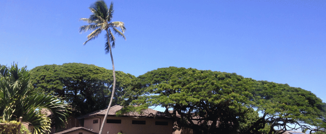 Letter from Honolulu: Bringing back ancient ways to the islands