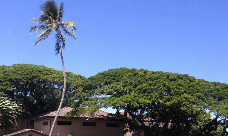 Letter from Honolulu: Bringing back ancient ways to the islands