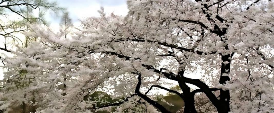 The Wrap: Falling Yen bolsters hotel accommodation search in Japan
