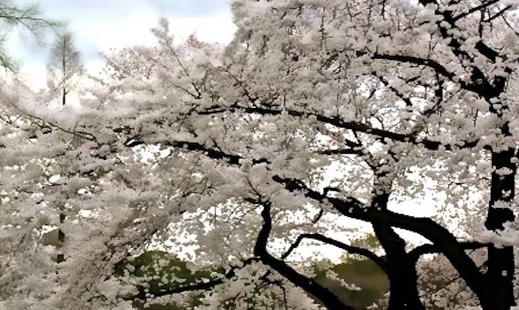 The Wrap: Falling Yen bolsters hotel accommodation search in Japan