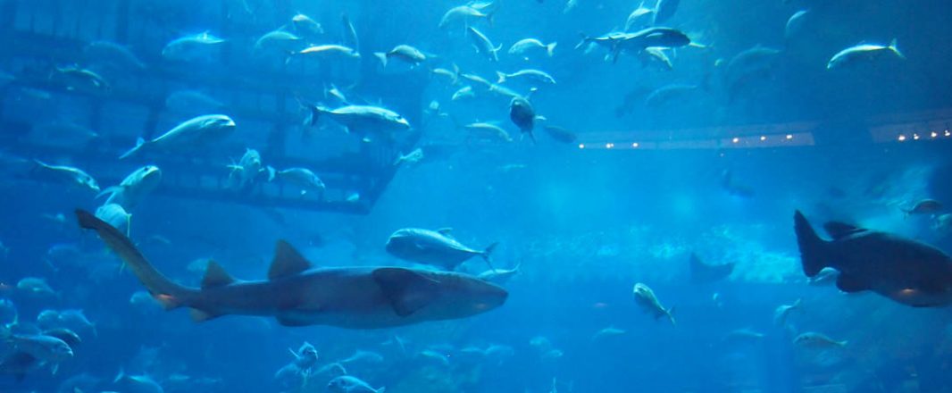 What went mainstream in 2013 and what kind of fish do you want to be?