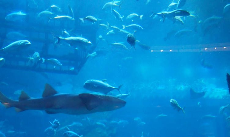 What went mainstream in 2013 and what kind of fish do you want to be?