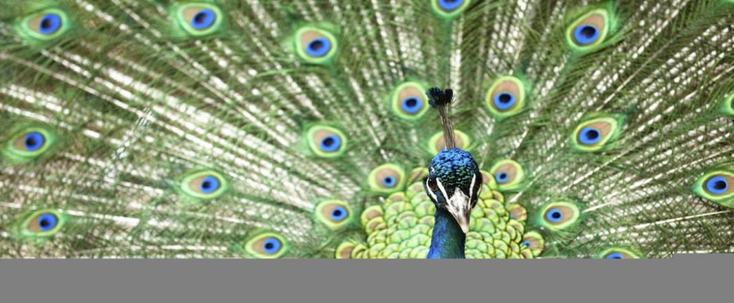 How India’s tourism could be increasingly incredible