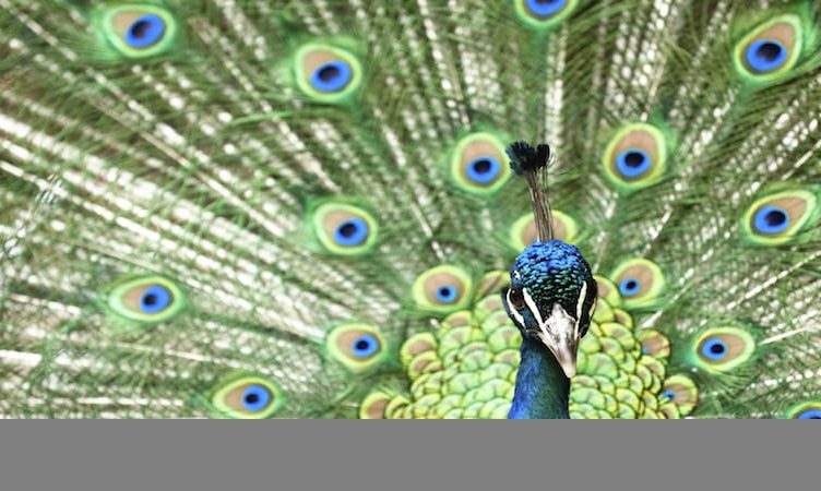 How India’s tourism could be increasingly incredible