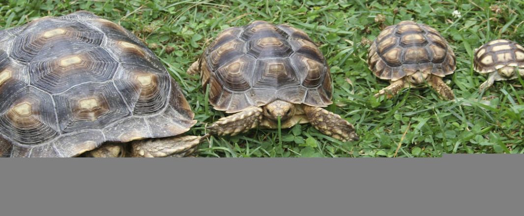 In online travel, size matters