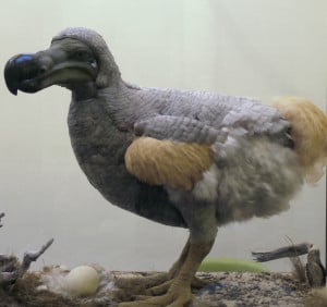 Meet the dodo that will find a new home in Cempedak