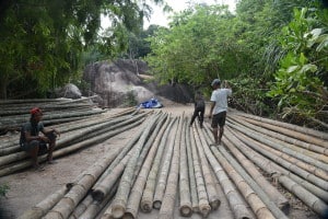 A total of about 50,000 pieces of bamboo will be used