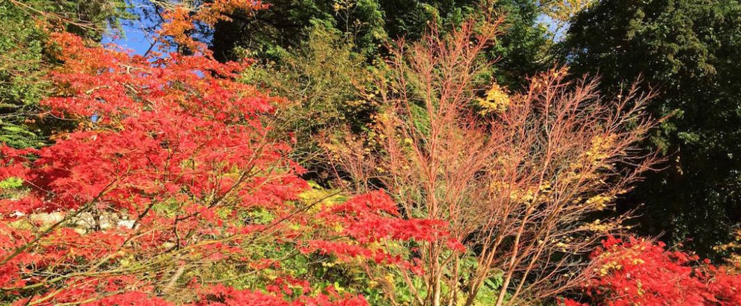 Letter from County Wicklow: Like roses in Ireland, Asia is blooming