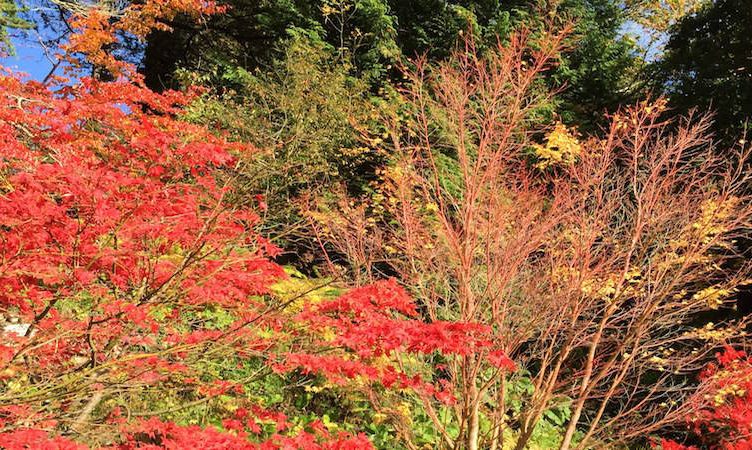 Letter from County Wicklow: Like roses in Ireland, Asia is blooming