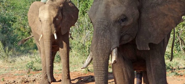 “Wildlife, not entertainers” campaign targets TripAdvisor and online travel companies