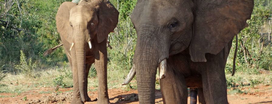 “Wildlife, not entertainers” campaign targets TripAdvisor and online travel companies