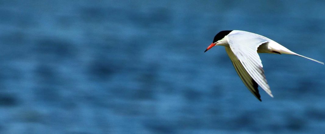 Tern to inspire and arm travel talent and startups with new skills