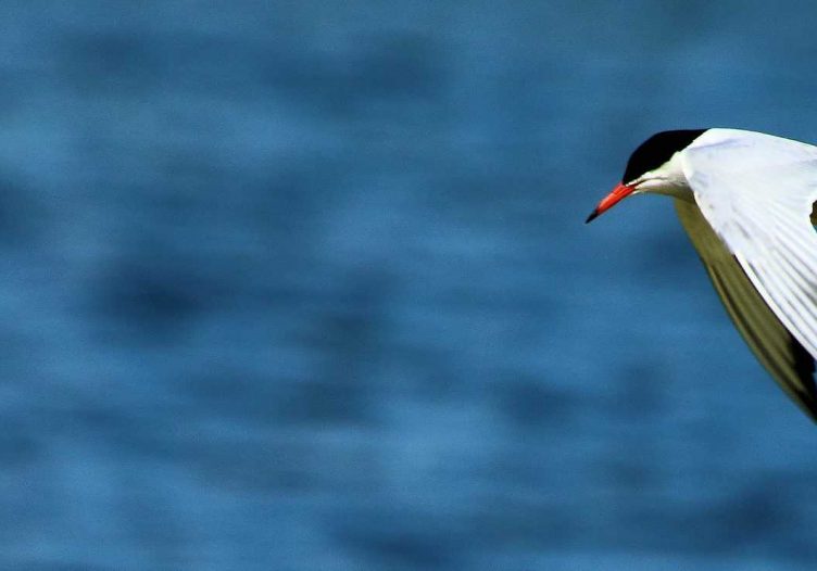Tern to inspire and arm travel talent and startups with new skills