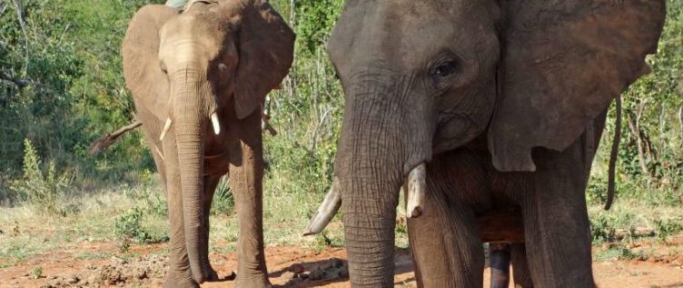 TripAdvisor changes booking policies on animals attractions, launches education portal