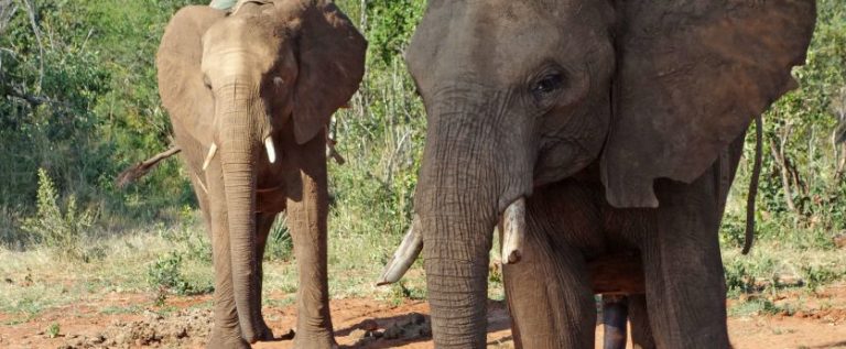 TripAdvisor changes booking policies on animals attractions, launches education portal
