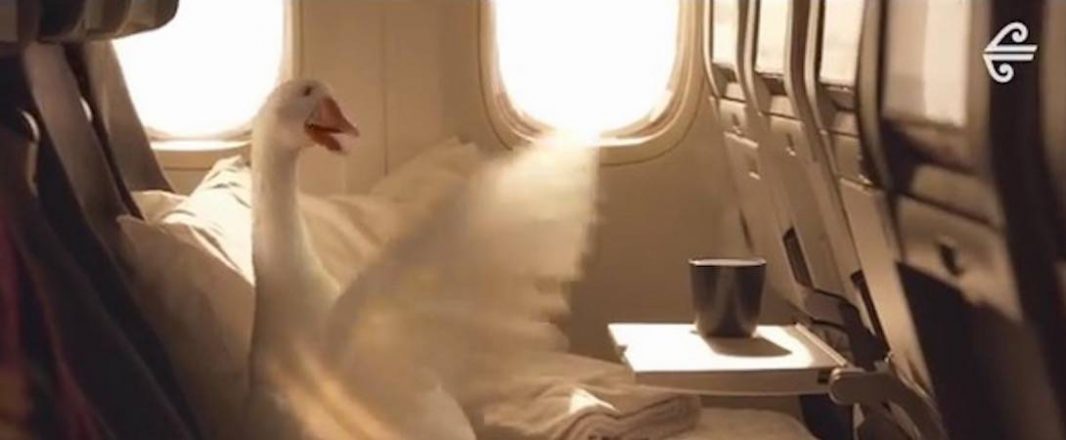No goosing around for Air New Zealand as it changes the world map