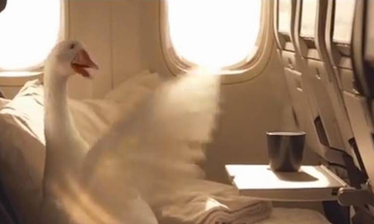 No goosing around for Air New Zealand as it changes the world map