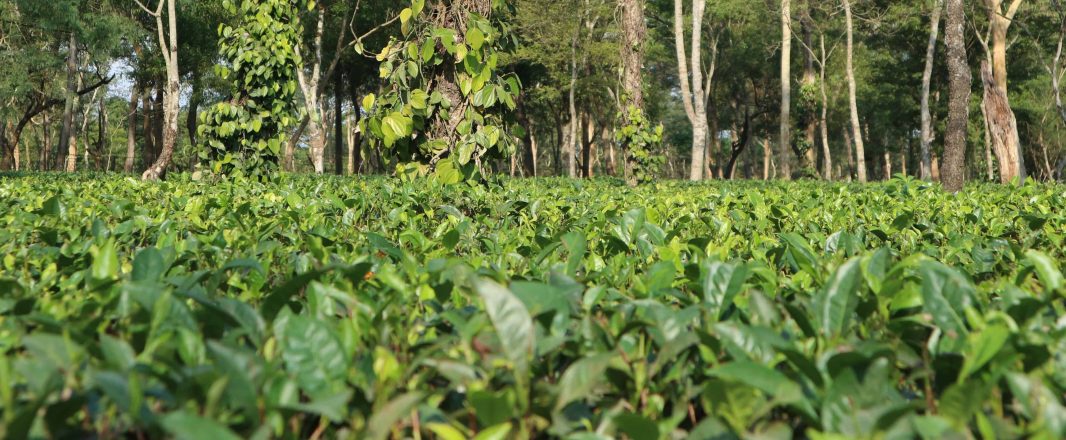 Letter from Assam, Part 1: Of tea, monsoons and learning to be a guest