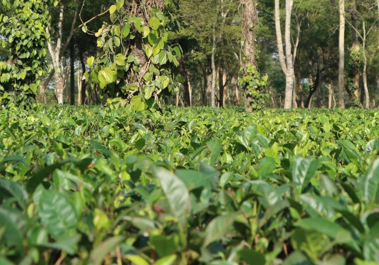 Letter from Assam, Part 1: Of tea, monsoons and learning to be a guest