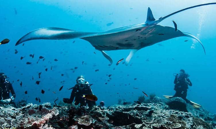 Can you enjoy a luxury cruise while still conserving the environment? Rascal Voyages wants to make it happen