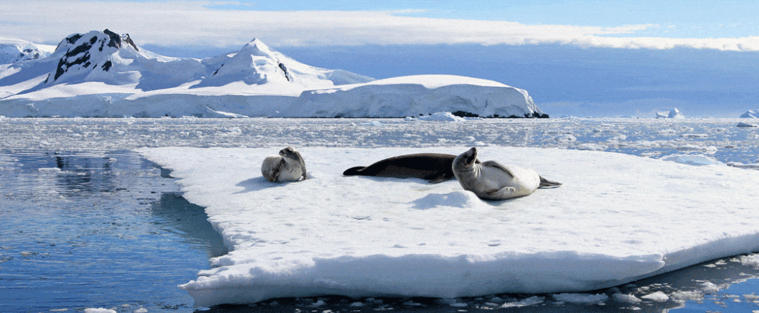 The Wrap: Antarctica – the hottest new destination for Chinese travellers