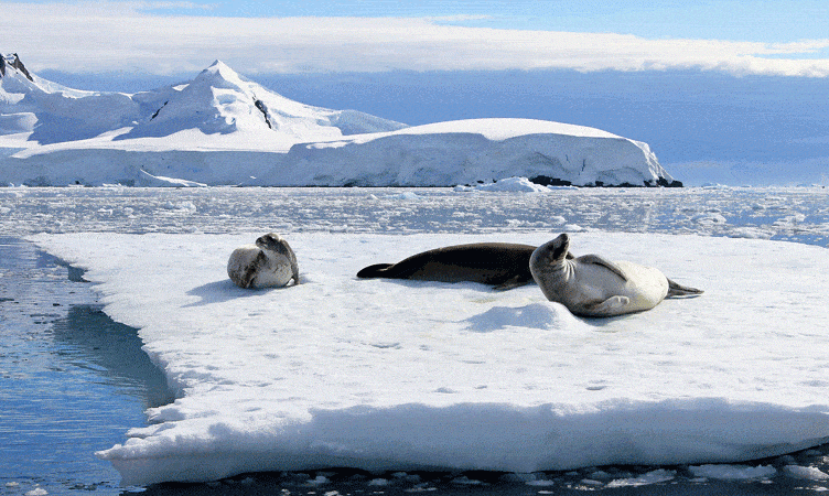 The Wrap: Antarctica – the hottest new destination for Chinese travellers