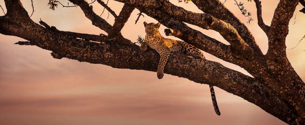 Startup Spotlight: Tribal Tourist inspires adventure seekers in Africa