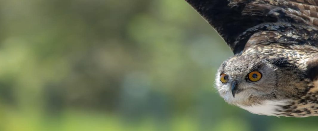 A Bird’s Eye View: What will OTA 4.0 look like?